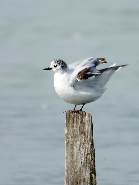 Mouette pygme, hydrocoloeus minutus