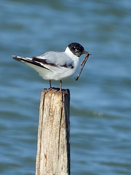 Mouette pygme, hydrocoloeus minutus