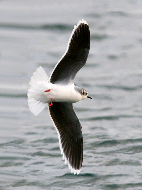 Mouette pygme en vol