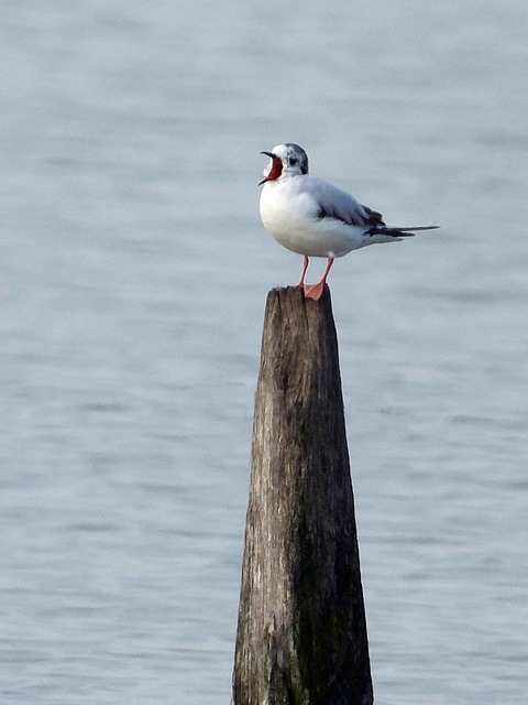 Mouette pygmée, hydrocoloeus minutus