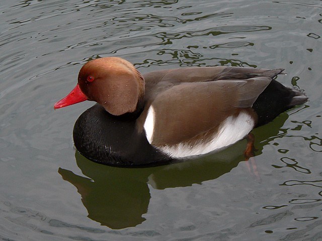 Nette rousse - netta rufina