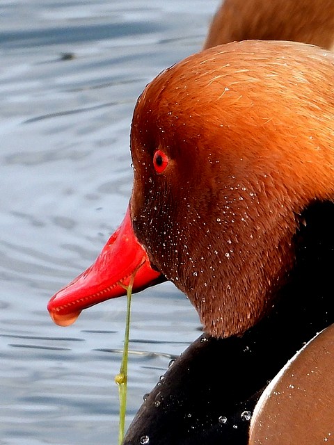 Tête de nette rousse