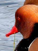 Tête de nette rousse