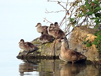 Femelle et poussin nettes rousses
