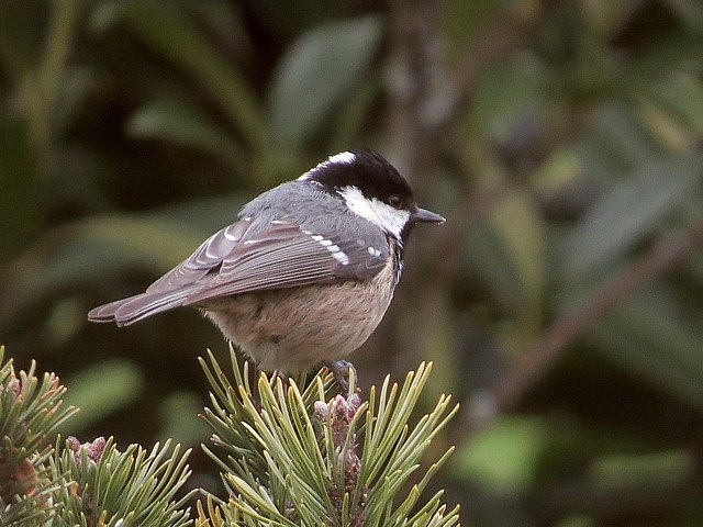 Mésange noire, parus ater
