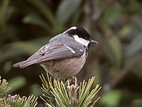 Mésange noire, parus ater