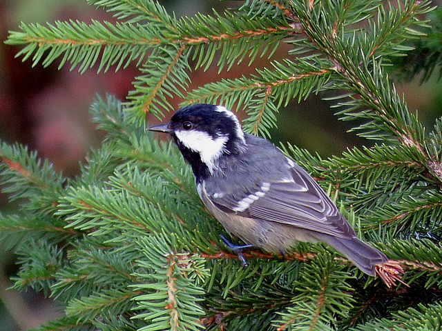 Msange noire, parus ater