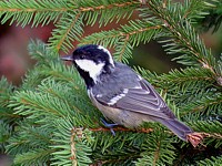 Mésange noire, parus ater