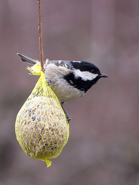 Mésange noire au filet de nourriture