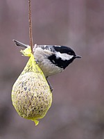 Mésange noire