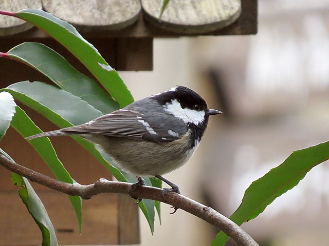 Msange noire, parus ater