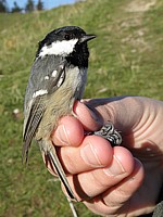 Mésange noire baguée