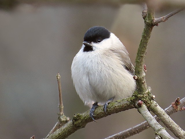 Mésange nonnette - parus palustris