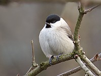 Mésange nonnette, parus palustris