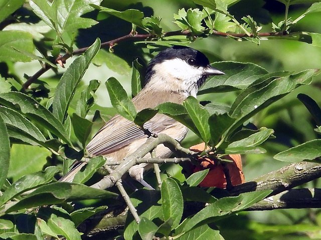 Mésange nonnette, parus palustris