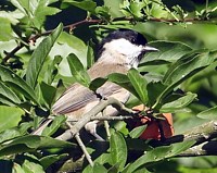 Mésange nonnette