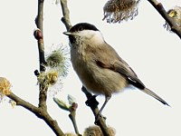 Parus palustris