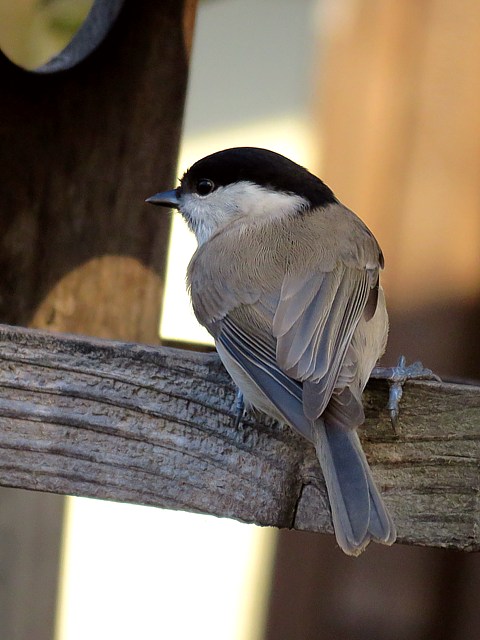 Mésange nonnette à la mangeoire