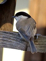 Mésange nonnette à la mangeoire