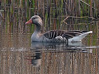 Oie cendrée au Bas-Lac