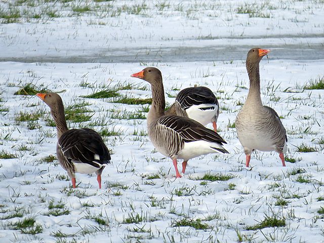 Oies cendres dans la neige