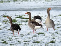 Oies cendrées dans la neige