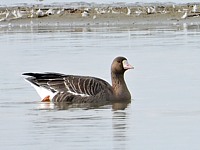Oie rieuse sur l'eau