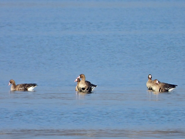 Un groupe d'oies rieuses