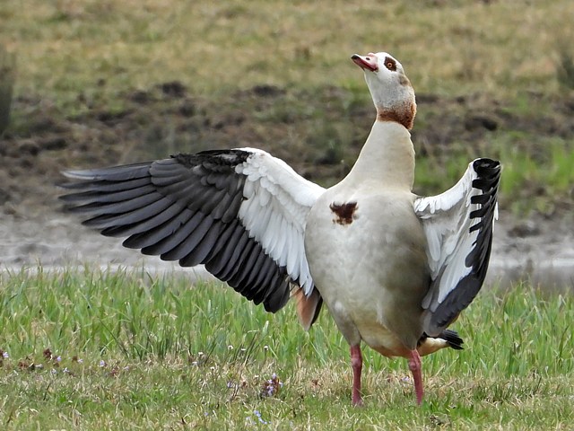 Ouette d'Egypte, alopochen aegyptiacus