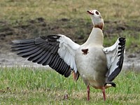 Ouette d'Egypte, alopochen aegyptiacus