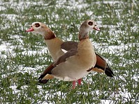 couple d'ouettes