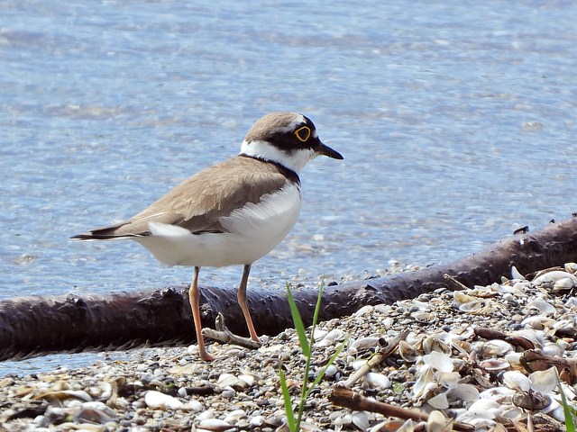 Petit gravelot, charadrius dubius