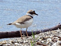  Petit gravelot, charadrius dubius