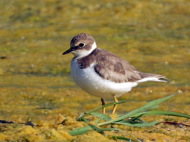 Petit gravelot, charadrius dubius