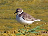  Petit gravelot, charadrius dubius