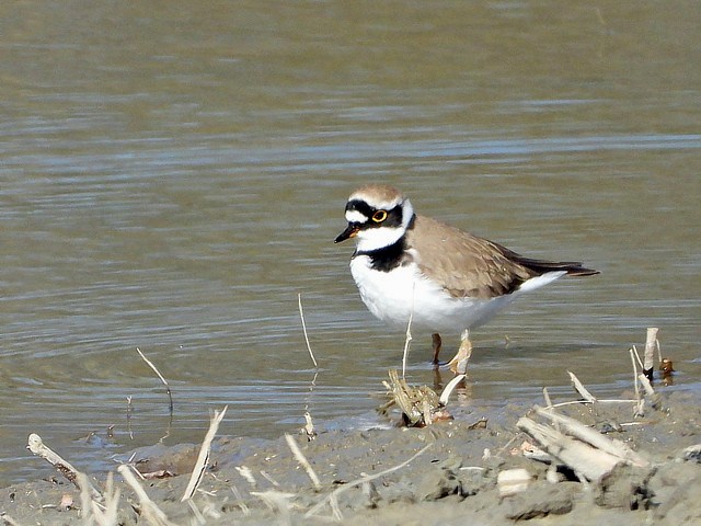 Petit gravelot, charadrius dubius