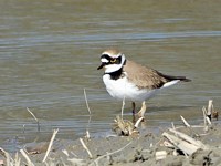  Petit gravelot, charadrius dubius