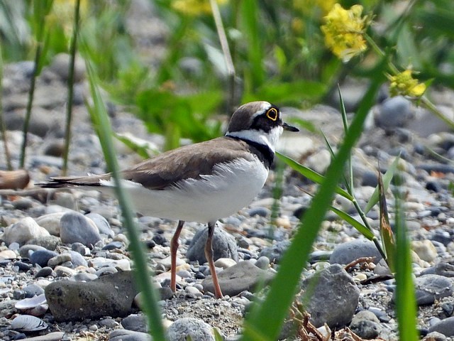 Petit gravelot, charadrius dubius