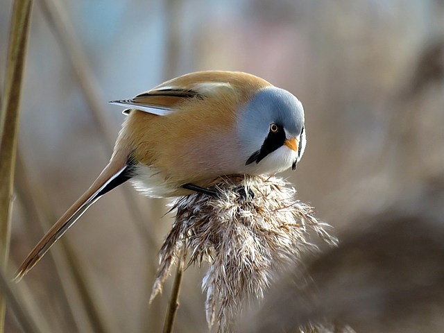 Panure  moustaches, panurus biarmicus