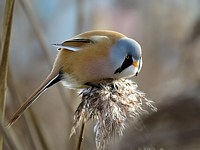 Panure à moustaches, panurus biarmicus
