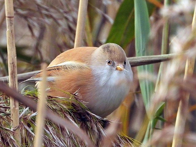 Panure à moustaches, panurus biarmicus