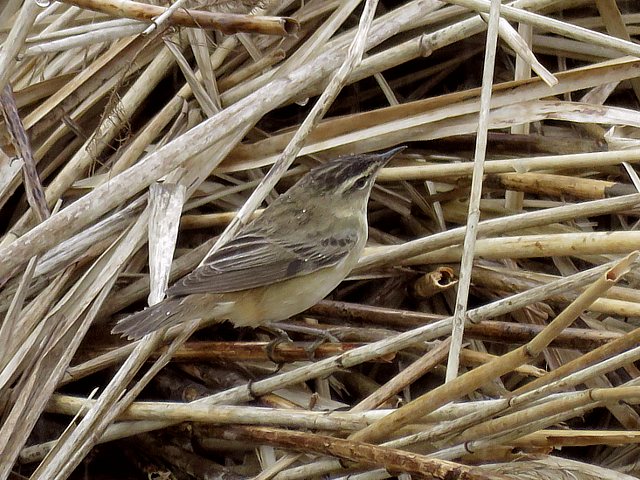 Phragmite des joncs, acrocephalus shoenobaenus