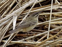 Phragmite des joncs, acrocephalus palustris