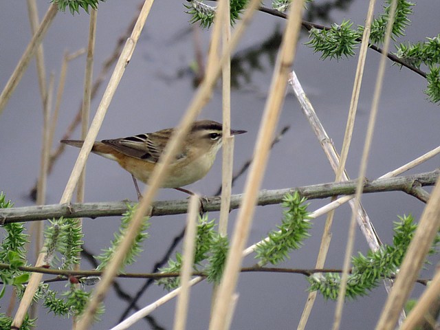 Phragmite des joncs, acrocephalus shoenobaenus