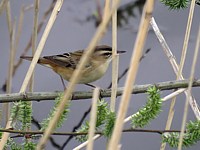 Phragmite des joncs, acrocephalus palustris