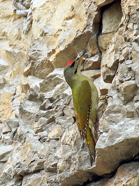 Pic cendr, picus canus
