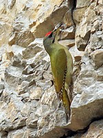 Pic cendré, picus canus