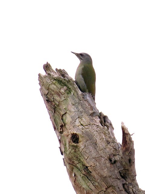 Pivert, picus viridis
