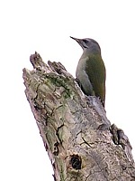 Pic cendré