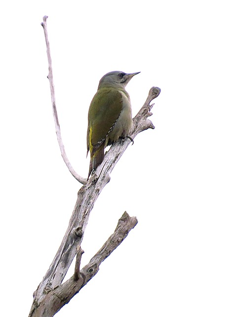 Pic cendr, picus canus